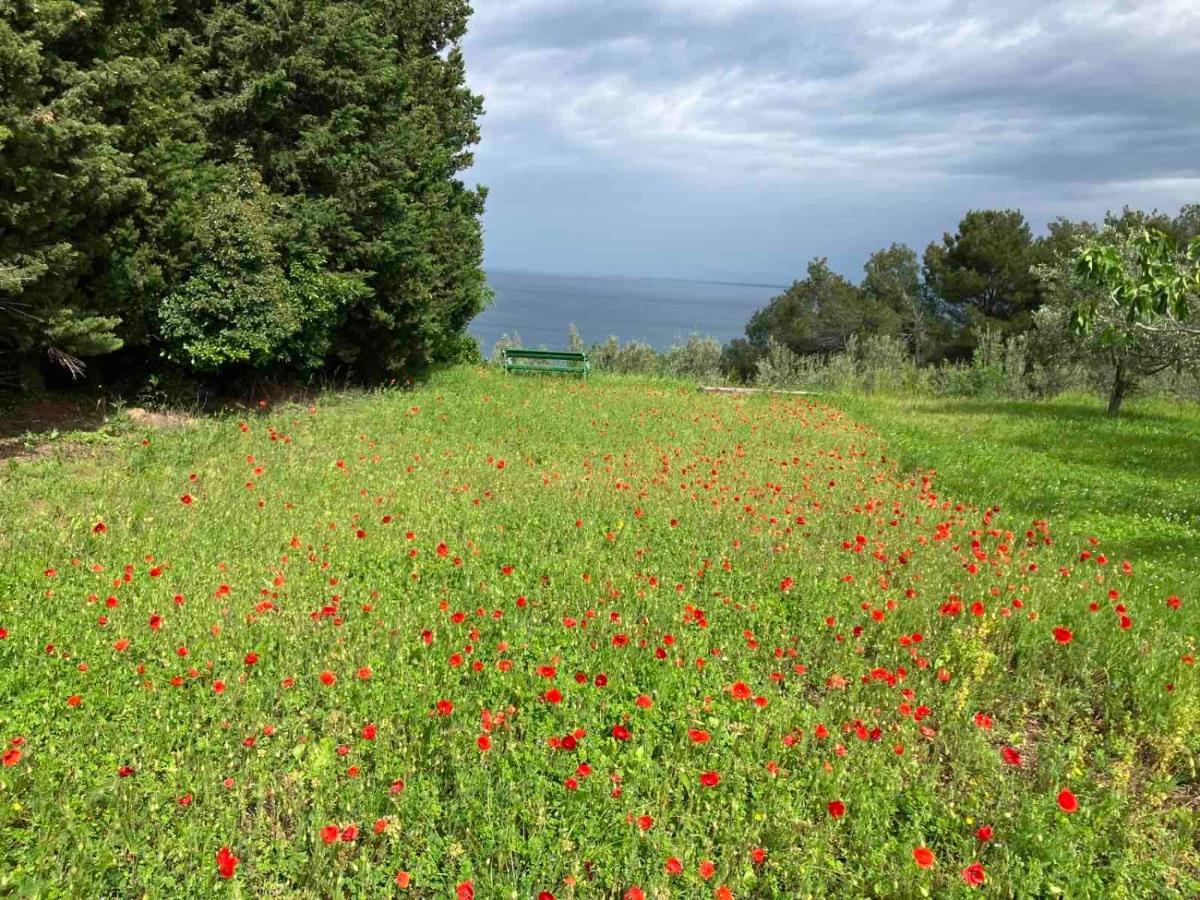 Istrian Green House Πορτορόζ Εξωτερικό φωτογραφία